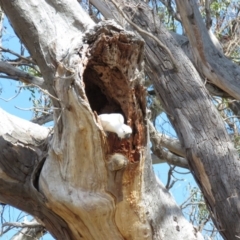 Cacatua galerita (Sulphur-crested Cockatoo) at O'Malley, ACT - 30 Aug 2019 by KumikoCallaway