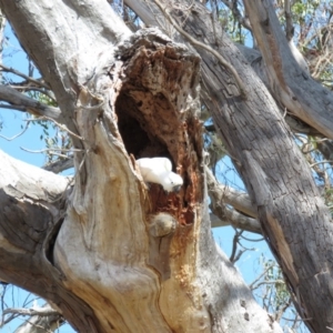 Cacatua galerita at O'Malley, ACT - 30 Aug 2019