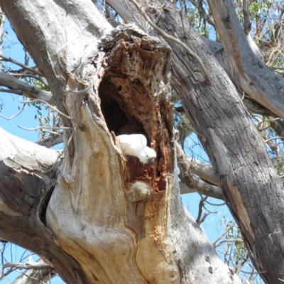Cacatua galerita (Sulphur-crested Cockatoo) at Mount Mugga Mugga - 30 Aug 2019 by KumikoCallaway