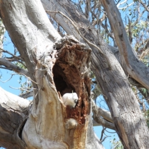 Cacatua galerita at O'Malley, ACT - 30 Aug 2019 11:18 AM