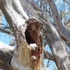 Cacatua galerita at O'Malley, ACT - 30 Aug 2019