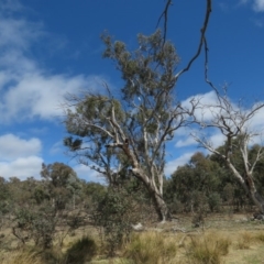 Cacatua galerita at O'Malley, ACT - 30 Aug 2019 11:18 AM