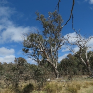 Cacatua galerita at O'Malley, ACT - 30 Aug 2019