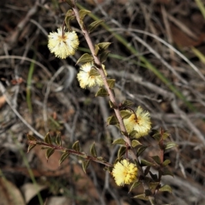 Acacia gunnii at Booth, ACT - 30 Aug 2019 11:39 AM