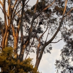 Callocephalon fimbriatum (Gang-gang Cockatoo) at Aranda, ACT - 29 Aug 2019 by Riko