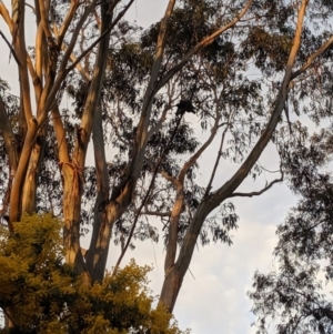 Callocephalon fimbriatum at Aranda, ACT - suppressed