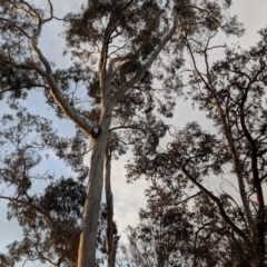 Callocephalon fimbriatum (Gang-gang Cockatoo) at GG28 - 29 Aug 2019 by Riko