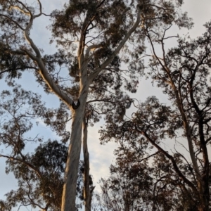 Callocephalon fimbriatum at Aranda, ACT - 29 Aug 2019