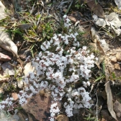 Styphelia attenuata (Small-leaved Beard Heath) at Dunlop, ACT - 4 Aug 2019 by Riko