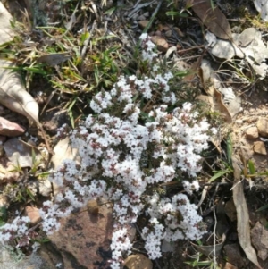 Styphelia attenuata at Dunlop, ACT - 4 Aug 2019