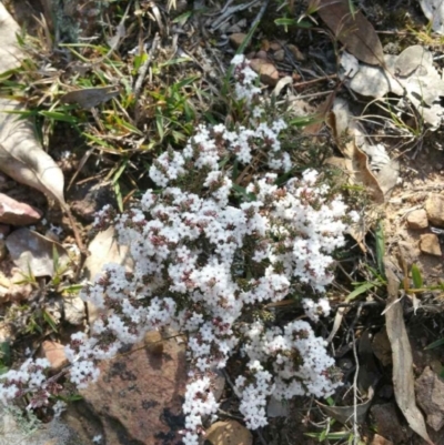 Leucopogon attenuatus (Small-leaved Beard Heath) at Dunlop, ACT - 4 Aug 2019 by Riko