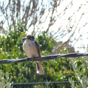 Cracticus torquatus at Wanniassa, ACT - 31 Aug 2019 01:14 PM