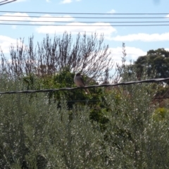 Cracticus torquatus at Wanniassa, ACT - 31 Aug 2019 01:14 PM