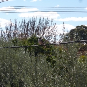 Cracticus torquatus at Wanniassa, ACT - 31 Aug 2019