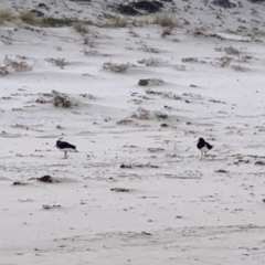 Haematopus longirostris (Australian Pied Oystercatcher) at Eden, NSW - 28 Aug 2019 by PatriciaDaly