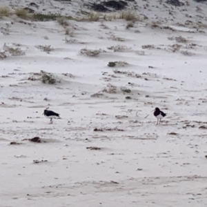 Haematopus longirostris at Eden, NSW - suppressed