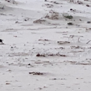 Haematopus longirostris at Eden, NSW - suppressed
