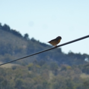 Pardalotus punctatus at Wanniassa, ACT - 31 Aug 2019