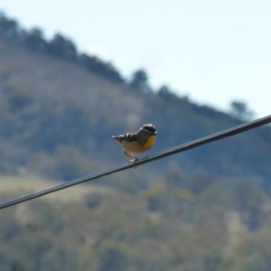 Pardalotus punctatus at Wanniassa, ACT - 31 Aug 2019