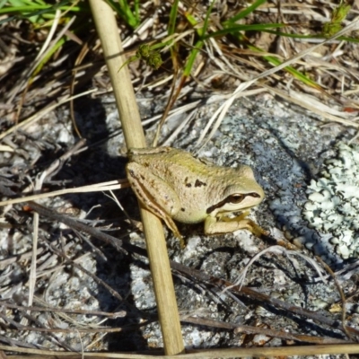 Litoria verreauxii verreauxii (Whistling Tree-frog) at Bolaro, NSW - 1 Dec 2018 by JackieLambert