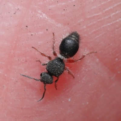 Mutillidae (family) (Unidentified Mutillid wasp or velvet ant) at ANBG - 28 Aug 2019 by TimL