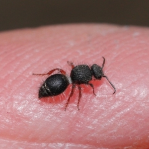 Mutillidae (family) at ANBG - 28 Aug 2019