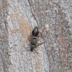 Mutillidae (family) at ANBG - 28 Aug 2019 12:43 PM