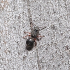 Mutillidae (family) at ANBG - 28 Aug 2019 12:43 PM