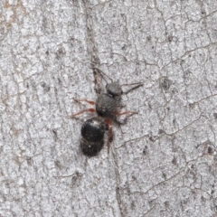 Mutillidae (family) at ANBG - 28 Aug 2019