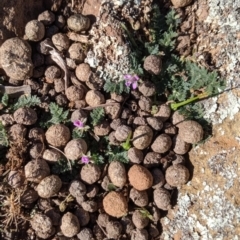 Erodium cicutarium (Common Storksbill, Common Crowfoot) at Mount Ainslie - 31 Aug 2019 by Riko