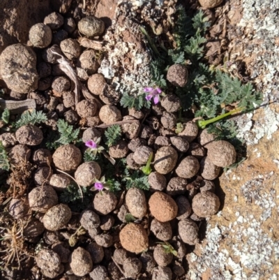 Erodium cicutarium (Common Storksbill, Common Crowfoot) at Majura, ACT - 31 Aug 2019 by Riko