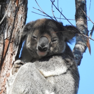 Phascolarctos cinereus (Koala) at Tewantin, QLD - 30 Aug 2019 by Wildling