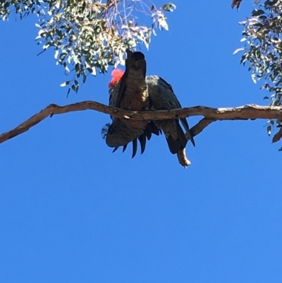 Callocephalon fimbriatum (Gang-gang Cockatoo) at Red Hill Nature Reserve - 31 Aug 2019 by KL