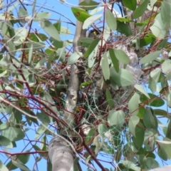 Manorina melanocephala (Noisy Miner) at Mount Mugga Mugga - 30 Aug 2019 by KumikoCallaway