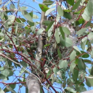 Manorina melanocephala at O'Malley, ACT - 30 Aug 2019