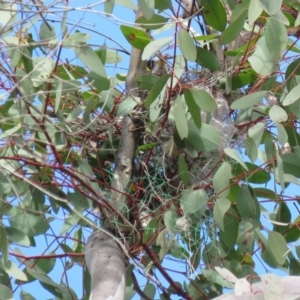 Manorina melanocephala at O'Malley, ACT - 30 Aug 2019 11:34 AM