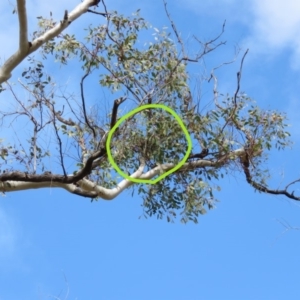 Manorina melanocephala at O'Malley, ACT - 30 Aug 2019 11:34 AM