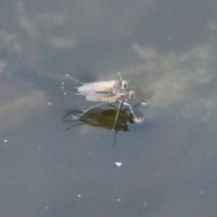 Ephydridae sp. (family) (Shore Flies) at Jerrabomberra Wetlands - 30 Aug 2019 by RodDeb