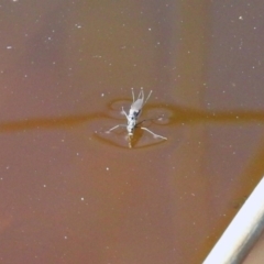 Ephydridae (family) at Fyshwick, ACT - 30 Aug 2019 01:58 PM