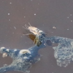 Ephydridae (family) at Fyshwick, ACT - 30 Aug 2019