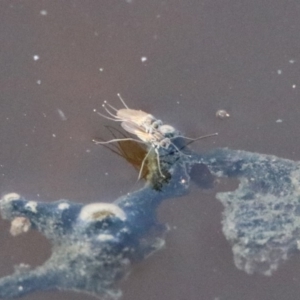 Ephydridae (family) at Fyshwick, ACT - 30 Aug 2019