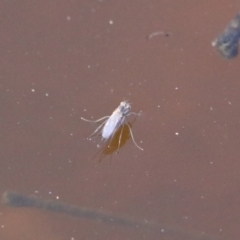 Ephydridae (family) at Fyshwick, ACT - 30 Aug 2019