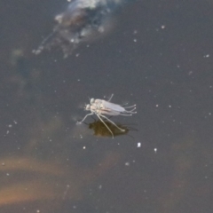 Ephydridae (family) at Fyshwick, ACT - 30 Aug 2019 01:58 PM