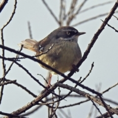 Sericornis frontalis (White-browed Scrubwren) at Fyshwick, ACT - 30 Aug 2019 by RodDeb