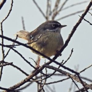 Sericornis frontalis at Fyshwick, ACT - 30 Aug 2019