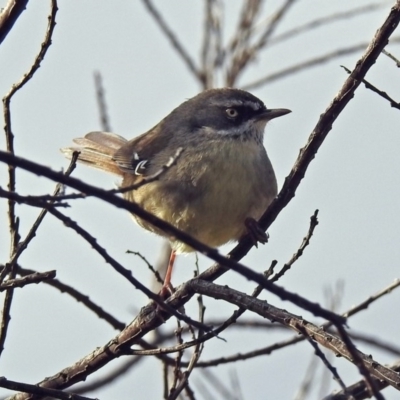 Sericornis frontalis (White-browed Scrubwren) at Fyshwick, ACT - 30 Aug 2019 by RodDeb