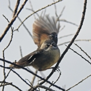 Sericornis frontalis at Fyshwick, ACT - 30 Aug 2019 03:23 PM