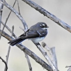 Rhipidura albiscapa (Grey Fantail) at Fyshwick, ACT - 30 Aug 2019 by RodDeb