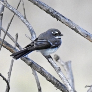 Rhipidura albiscapa at Fyshwick, ACT - 30 Aug 2019