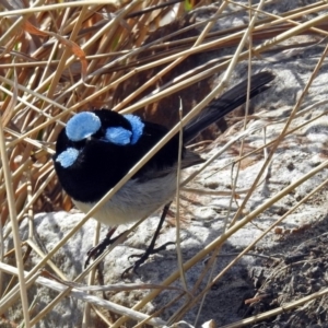 Malurus cyaneus at Fyshwick, ACT - 30 Aug 2019 03:16 PM